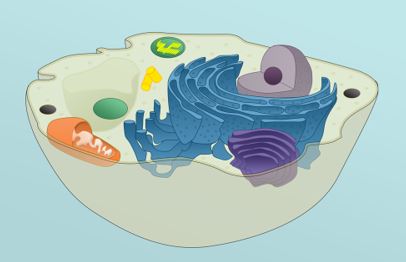 Dónde Están Situadas las Mitocondrias